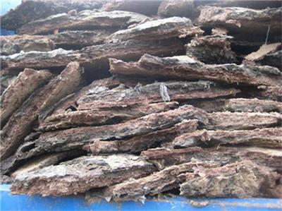 海南臨高椰子種植專用生物有機(jī)肥的研發(fā)與應(yīng)用前景